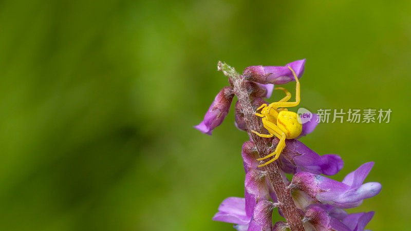 黄花蟹蜘蛛，(Misumena vatia)，蜘蛛蟹，多变Thomise，三叶草，三叶草花。